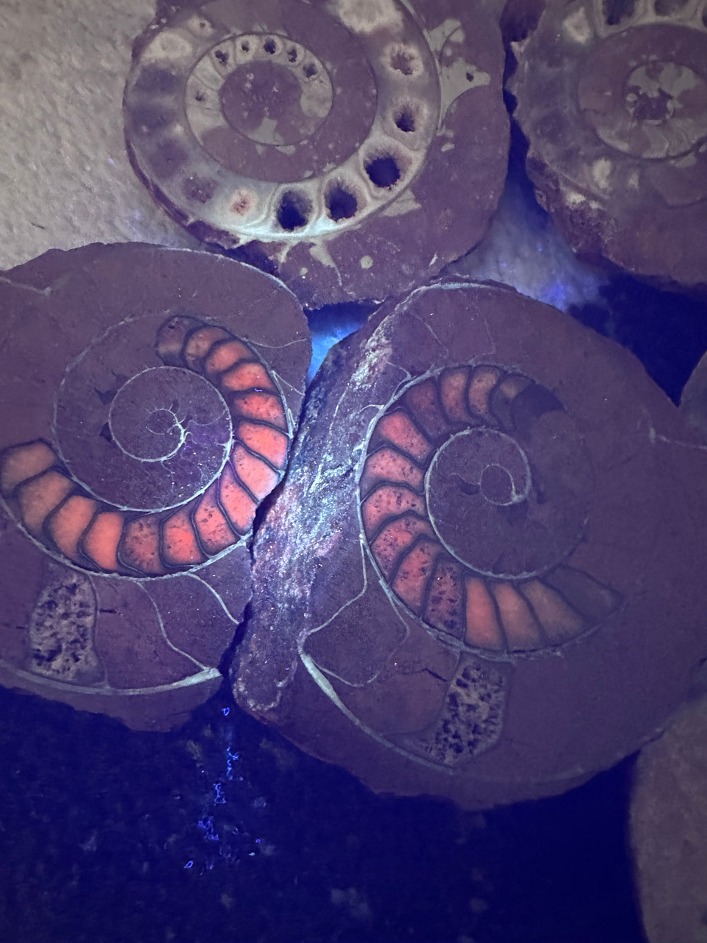 Permian Ammonite