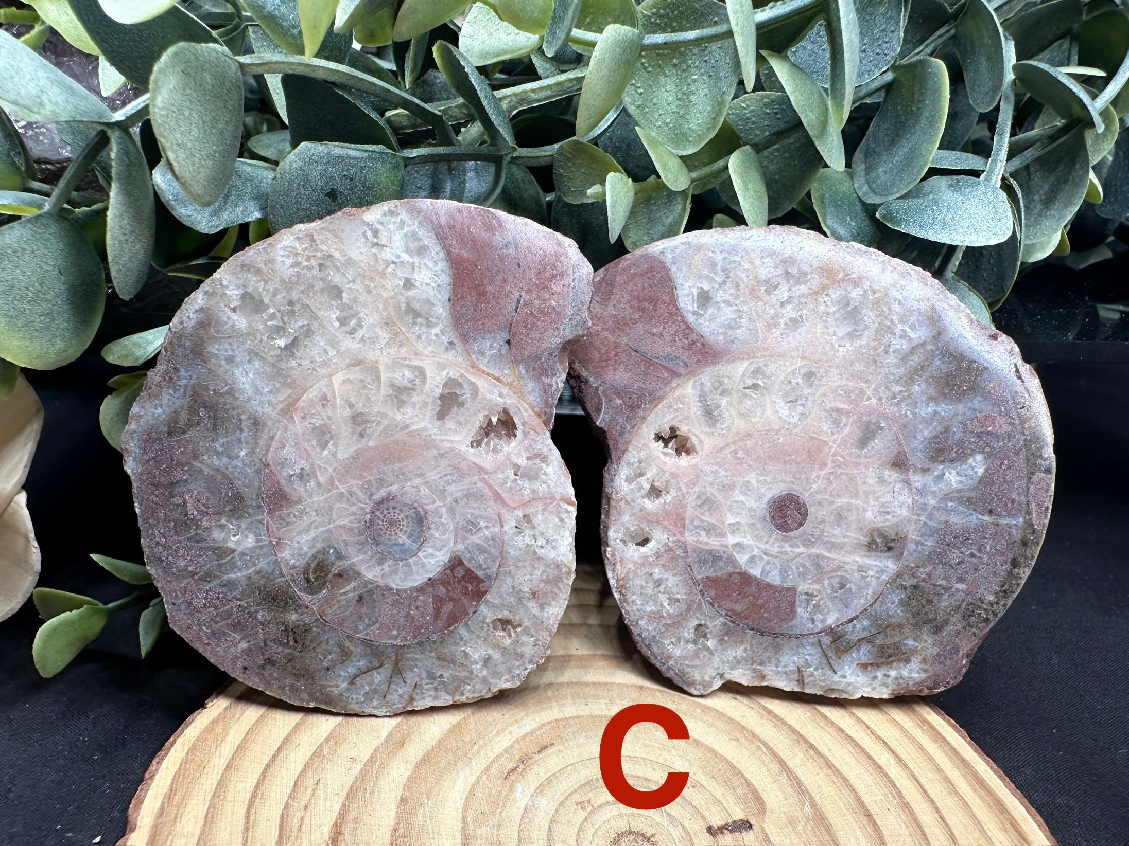 Permian Ammonite