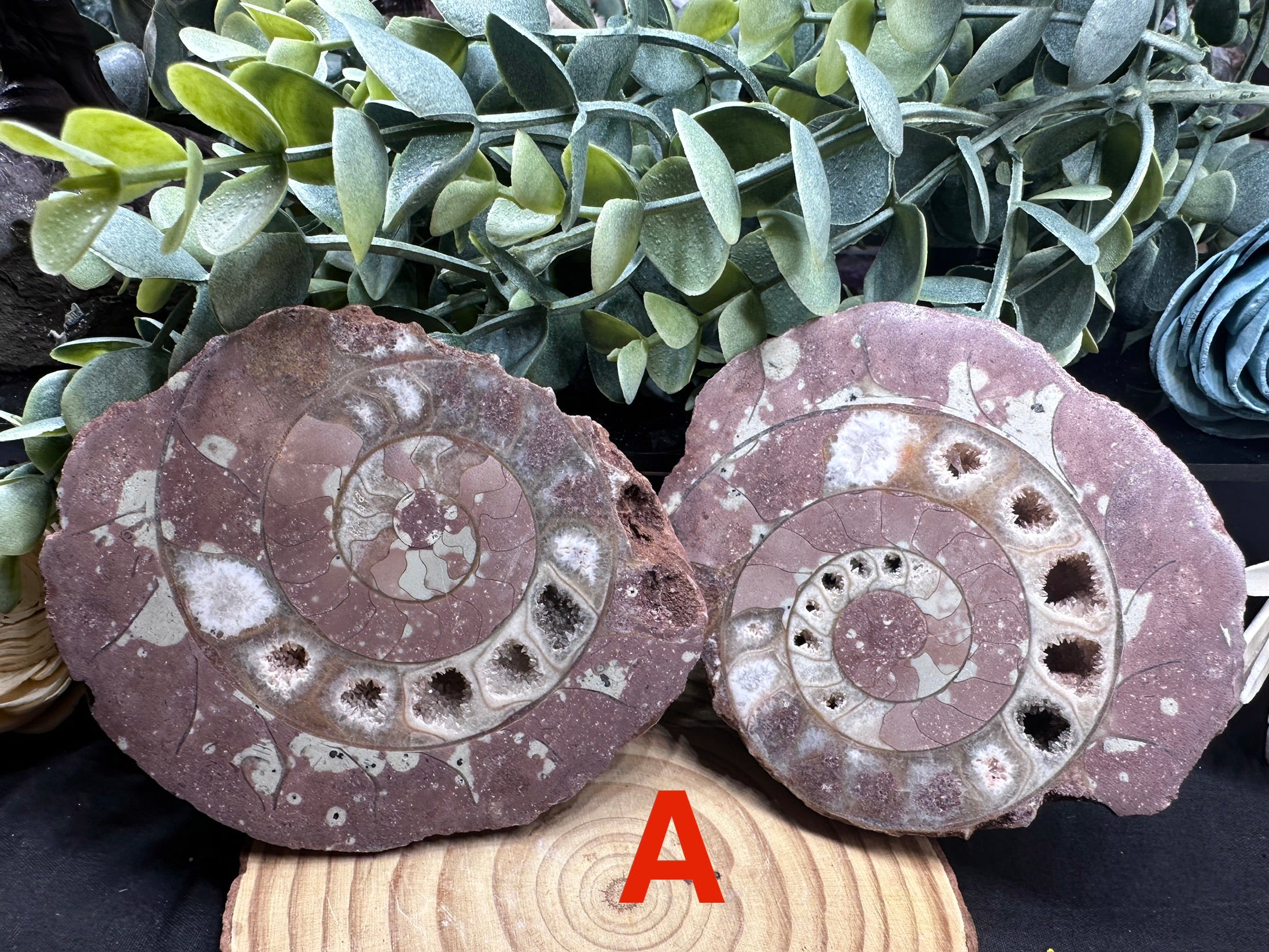 Permian Ammonite