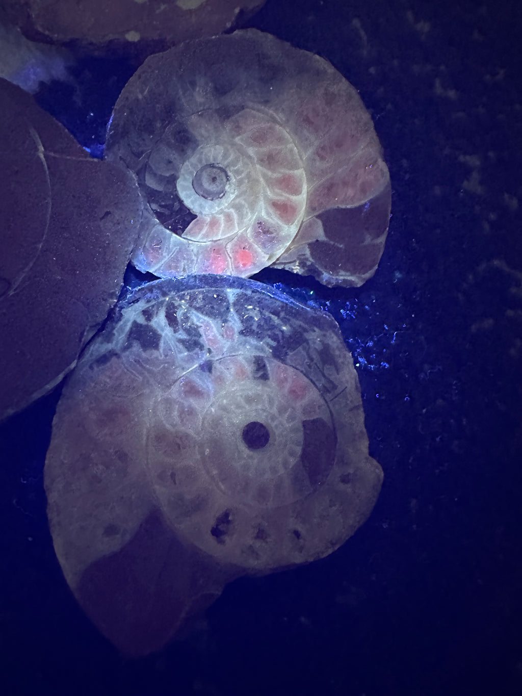 Permian Ammonite