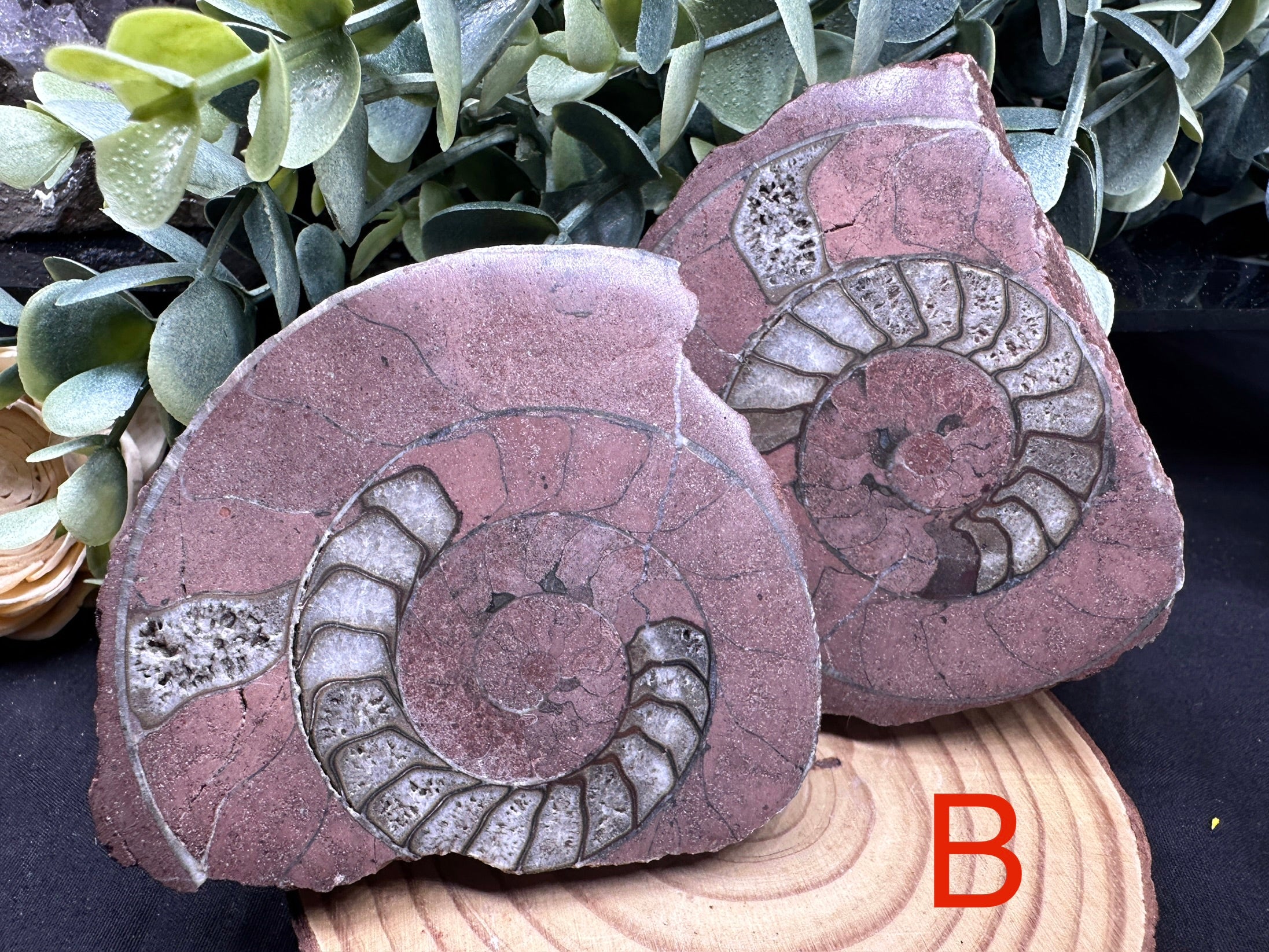 Permian Ammonite