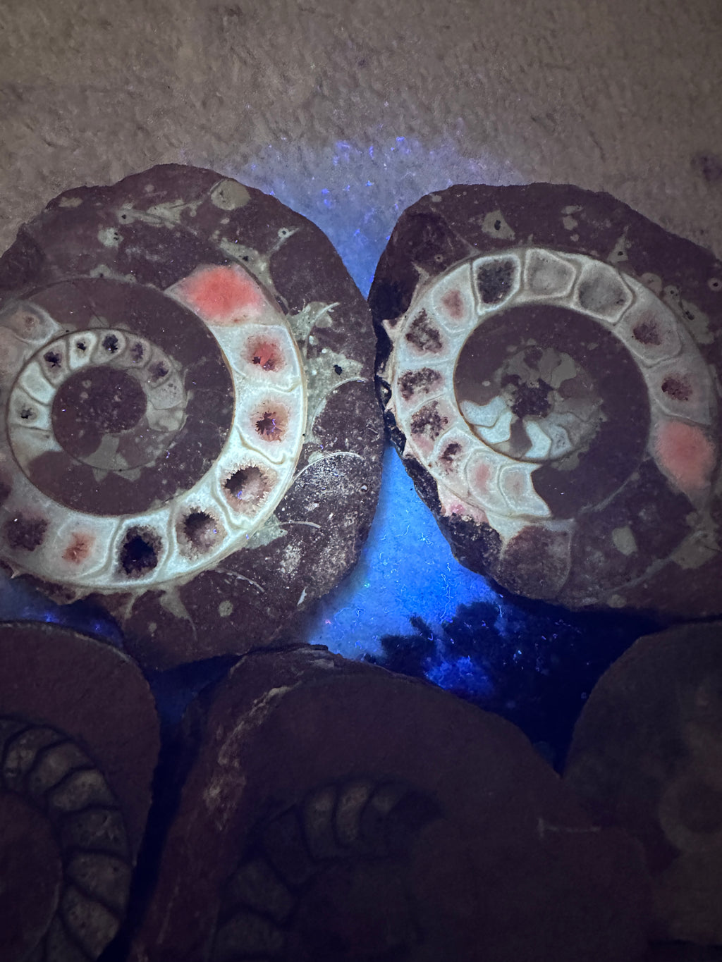 Permian Ammonite