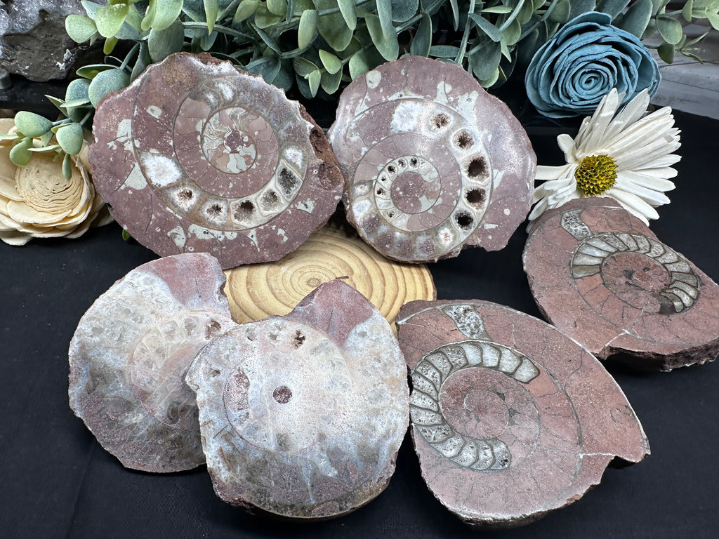 Permian Ammonite
