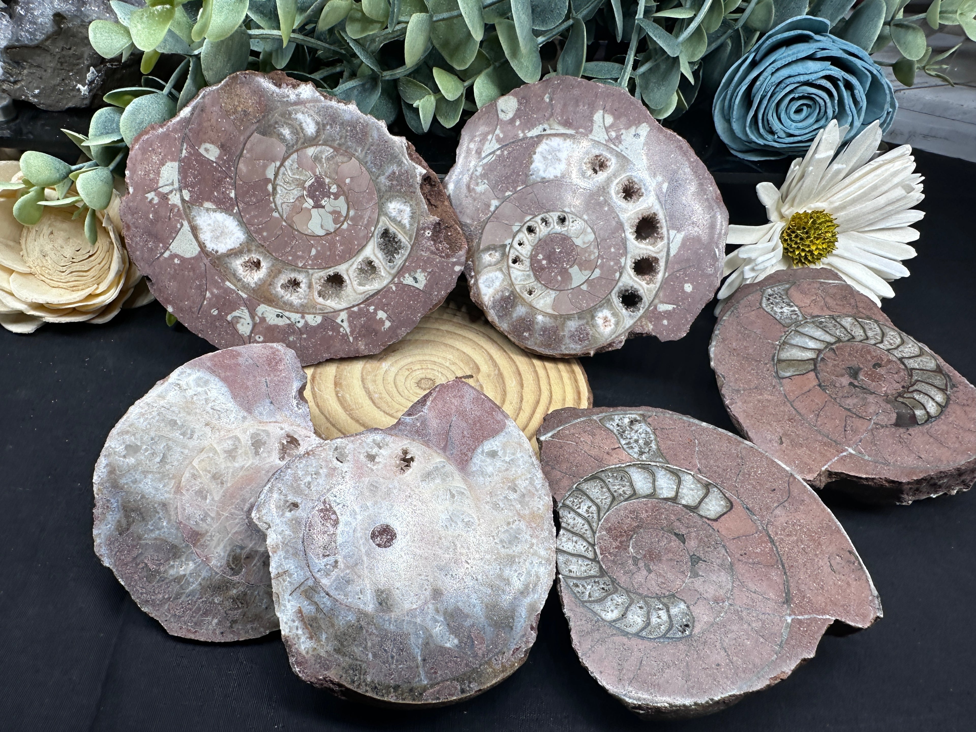 Permian Ammonite
